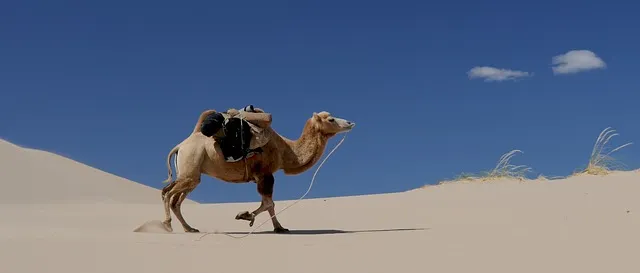 camel Niente soldi, niente cammello